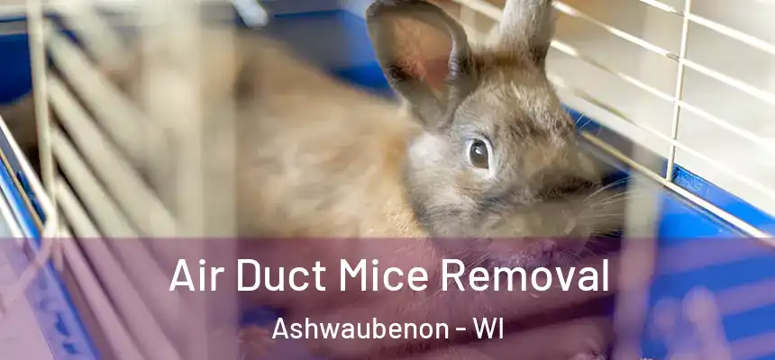  Air Duct Mice Removal Ashwaubenon - WI